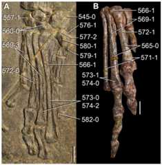 Right posterior autopodia of Triassic archosauromorphs in (A) posterior/ventral and (B) anterior/dorsal views.