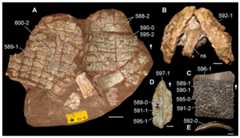 Dermal armour of Triassic archosauriforms in (A, C, D) external and (B, E) posterior views.