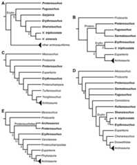 Phylogenetic trees depicting selected previous hypotheses of relationships for “Proterosuchia.”