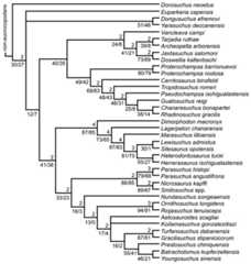 Branch support values shown on the strict reduced consensus tree recovered from analysis 3 after the a posteriori pruning of Kalisuchus rewanensis and Asperoris mnyama.