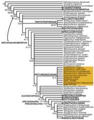 Strict consensus tree recovered from analyses 1 and 2.