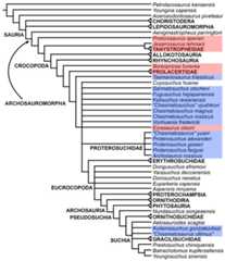 First strict reduced consensus tree recovered from analyses 1 and 2.