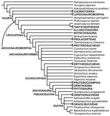 Second strict reduced consensus tree recovered from analyses 1 and 2.