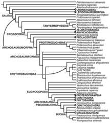 Third strict reduced consensus tree recovered from analyses 1 and 2.