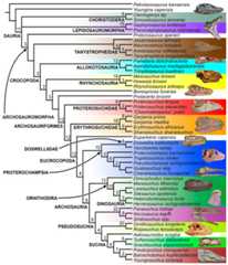 Bremer supports recovered after the pruning a posteriori of terminals with high amount of missing data in analysis 3.