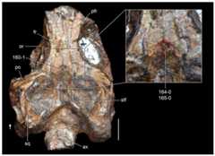 Jesairosaurus lehmani.