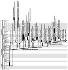 Time-calibrated phylogenetic tree of non-eucrocopodan archosauromorphs recovered in this analysis.