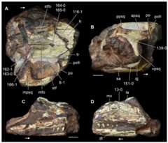 Kadimakara australiensis.