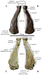 Radius of Leptophoca proxima.