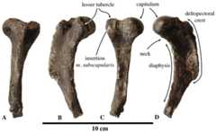 Humerus of Phocinae aff. Leptophoca proxima.