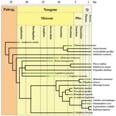 Stratigraphically calibrated strict consensus phylogenetic tree of Phocidae.