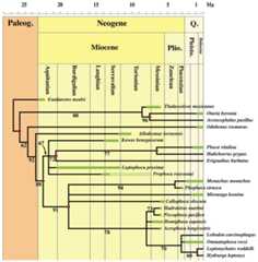 Stratigraphically calibrated bootstrap consensus phylogenetic tree of Phocidae.