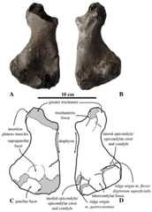 Femur of Prophoca rousseaui.