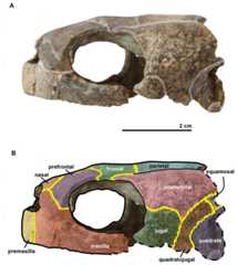 Skull of the holotype (UJF-ID.11167) of Rhinochelys amaberti in lateral view showing the left side.