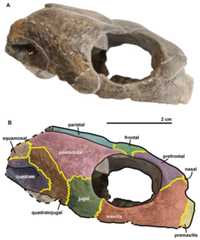 Skull of the holotype (UJF-ID.11167) of Rhinochelys amaberti in lateral view showing the right side.