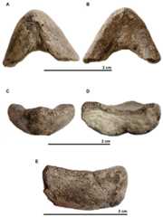 Symphyseal region of dentaries assigned to the skull of the holotype (UJF-ID.11167) of Rhinochelys amaberti in (A) ventral view, in (B) dorsal view, in (C) anterior view, in (D) posterior view, and in right (E) lateral view.