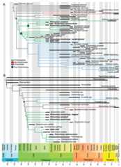 Results from preliminary phylogenetic analyses.