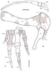 Reconstruction of the pectoral girdle and forelimb of Saltriovenator zanellai.