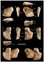Distal tarsals of Saltriovenator zanellai.