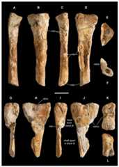 Metatarsals II and III of Saltriovenator zanellai.