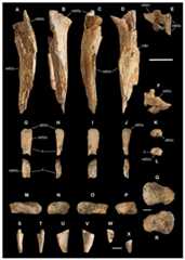 Metatarsals IV and V, carpal and ungual of Saltriovenator zanellai.