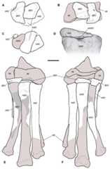Reconstruction of the right ankle and foot of Saltriovenator zanellai.