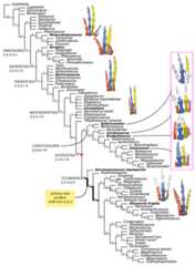Phylogenetic affinities of Saltriovenator and evolution of the hand in Theropoda.