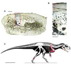 Bone microstructure (A–B) and skeletal reconstruction (C) of Saltriovenator zanellai.