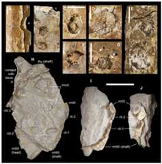 Macroborings, and taphonomy of the Saltrio theropod (block B).
