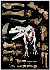 Selected elements used in the diagnosis of Saltriovenator zanellai n. gen. n. sp.