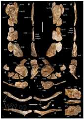 Pectoral girdle of Saltriovenator zanellai.