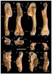 Humeri of Saltriovenator zanellai.