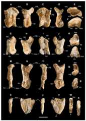 Manus of Saltriovenator zanellai, third digit.