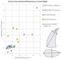 Maxillary and dentary measurements for BMRP 2002.4.1 and BHI 3033 mesiodistal and labiolingual dimensions at 5 mm depth compared to the bite marks on BMR P2007.4.1.