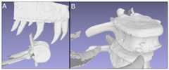 Digitized comparisons between tyrannosaur maxillae and BMR P2007.4.1.