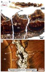 Petrographic ground section of an isolated maxilla of a Hypacrosaurus embryo (MOR 559).