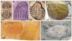 Examples of pelagic components of the Cambrian (Drumian) Marjum Biota from the House Range of Utah, USA.