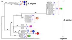 Maximum likelihood tree representing the diversity among phylogroups of Alonella based on COI data.