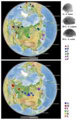 Distribution of major Alonella clades (both original and sequences retrieved from NCBI GenBank).