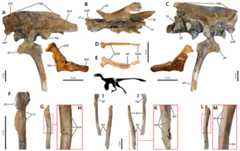 Osteological correlates of pelvic musculature in derived Troodontidae indet.