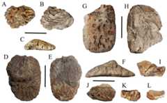 Osteoderms of WSC 285.