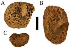 Holotype osteoderms of Deinosuchus hatcheri.