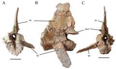 Caudal Vertebra of WSC 285.