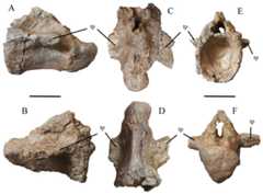 Caudal Vertebra of WSC 285.