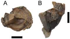 Associated crocodyliform tooth.