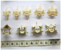 Sequences of cervical vertebrae of extant animals, showing that articular facet shape remains similar along the column.