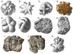 Brooksella and Brooksella-like fossils synonymized by Ciampaglio et al. (2006) and additional Brooksella-like fossils depicted by Walcott from the Conasauga Formation.