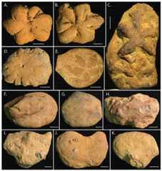 Morphological diversity in Brooksella alternata and concretions from Weiss Lake locality.