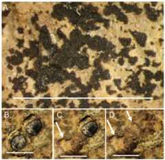 Lichen attach to and bioerode the surface of Brooksella.