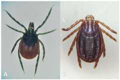 Tick species collected.